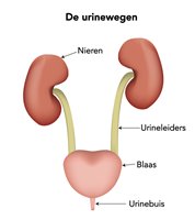 Urinewegen